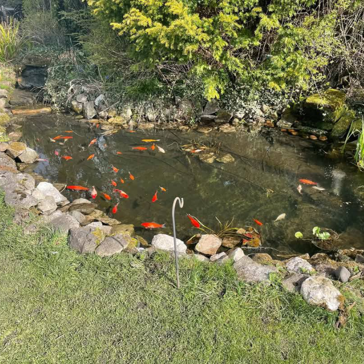 Pond Cleaning